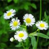 Стенактіс однорічний. Мелколепестник однолетний. Erigeron annuus