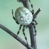 Araneus quadratus