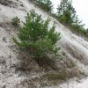 Pinus sylvestris var. cretacea
