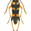 Strangalia attenuata