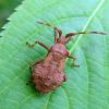 Крайовик щавлевий (Coreus marginatus)