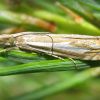 Crambus pratella