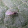 Lasius niger (Formicidae)