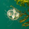 Craspedacusta sowerbii
