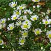 Стенактіс однорічний. Мелколепестник однолетний. Erigeron annuus