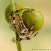 Araneus quadratus