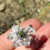 Nigella arvensis