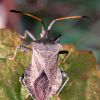 Крайовик щавлевий (Coreus marginatus)