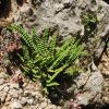 Asplenium trichomanes ssp. quadrivalens