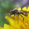 Номада (Nomada sp.)