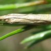 Crambus pratella