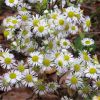 Стенактіс однорічний. Мелколепестник однолетний. Erigeron annuus