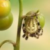 Araneus quadratus