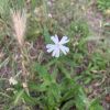 Silene latifolia subsp. alba