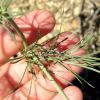 Nigella arvensis