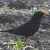 Turdus merula Дрізд чо́рний