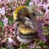 Bombus lucorum, male ?