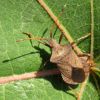 Крайовик щавлевий (Coreus marginatus)