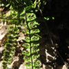 Asplenium trichomanes ssp. quadrivalens