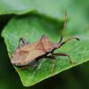 Coreus marginatus (Coreidae)