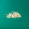 Craspedacusta sowerbii
