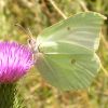 Gonepteryx rhamni (Pieridae)