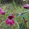 Розрив-трава залозиста. Недотрога железистая. Impatiens glandulifera (2)