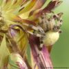 Araneus quadratus