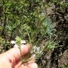 Nigella arvensis