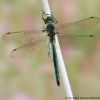 Somatochlora metallica