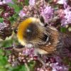 Bombus lucorum, male ?