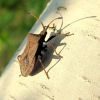 Крайовик щавлевий (Coreus marginatus)