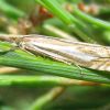 Crambus pratella