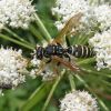 Polistes nimpha (Vespidae)