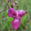 Розрив-трава залозиста. Недотрога железистая. Impatiens glandulifera (2)