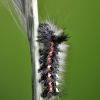 Acronicta rumicis