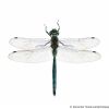 Somatochlora metallica