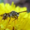 Номада (Nomada sp.)