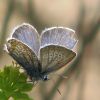 Triops canciformis