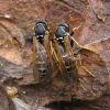 Polistes nimpha (Vespidae)