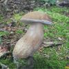 Білий гриб. Boletus edulis