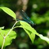 Calopteryx splendens