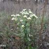 Злинка, тонколучник (Erigeron) - інвазійний північноамериканський прибулець.