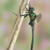 Somatochlora metallica