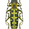 Saperda scalaris