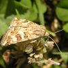 Protoschinia scutosa (Noctuidae)