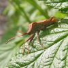 Coreus marginatus (Coreidae)