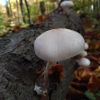 Oudemansiella mucida