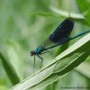 Calopteryx splendens