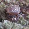 Araneus quadratus